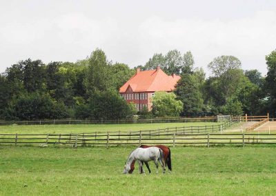 Herrenhaus Borghorst Pferde 2