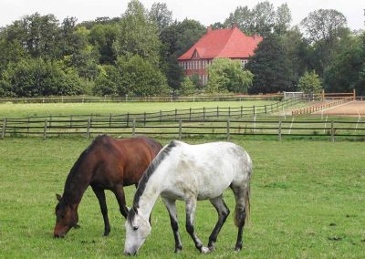 Herrenhaus Borghorst Pferde 3